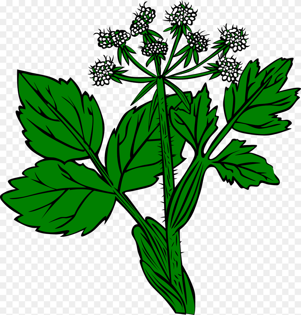 Plant Clipart, Apiaceae, Flower, Herbs, Leaf Free Png