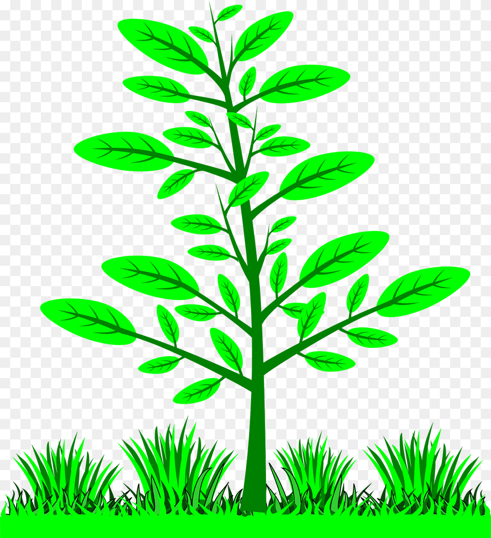 Plant Clipart, Grass, Vegetation, Leaf, Herbs Free Png