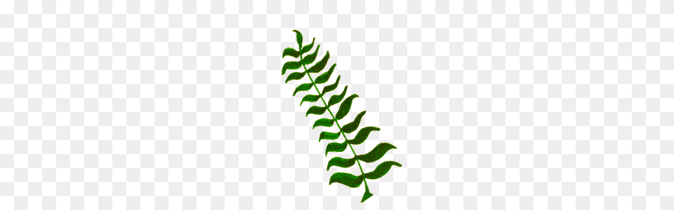Plant Clipart, Fern, Pattern, Moss, Accessories Png Image