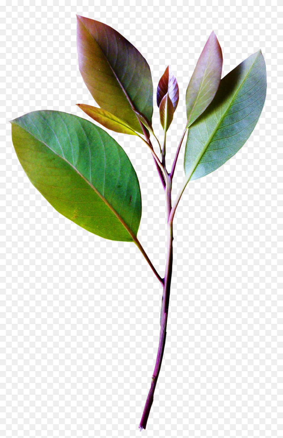 Plant Clipart Botanical Illustration Drawing Botany Hojas Vintage, Bud, Flower, Leaf, Sprout Free Png Download