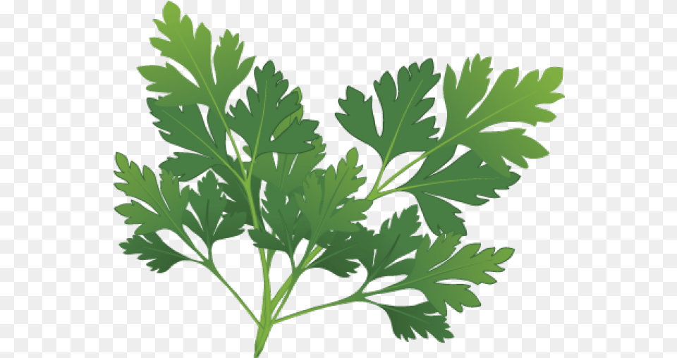 Plant Clipart Herb Parsley Clip Art, Herbs, Herbal Png