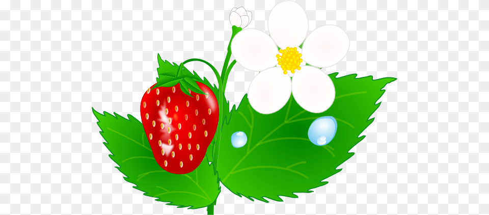 Plant Clipart Stawberry, Berry, Food, Fruit, Produce Png Image