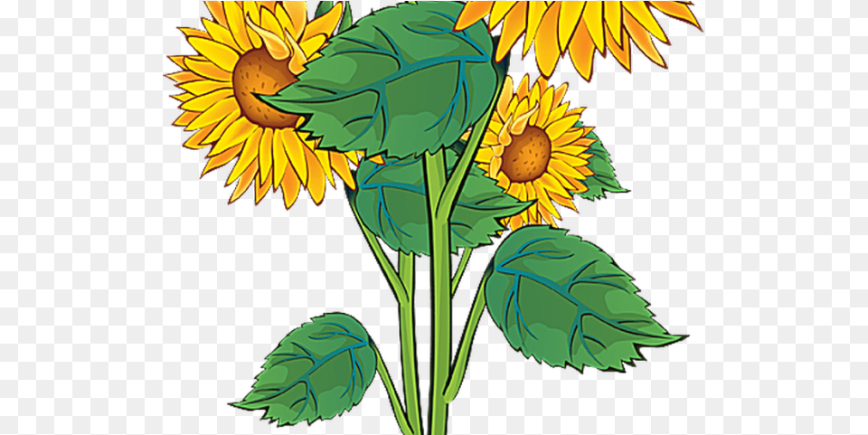 Plant Clipart Summer Sun Flowers Clip Art Download Summer Clip Art Borders, Flower, Sunflower Free Png