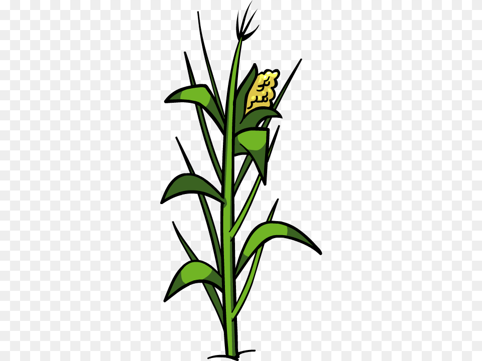 Plant Clipart To Printable Plant Clipart, Corn, Flower, Food, Grain Free Transparent Png