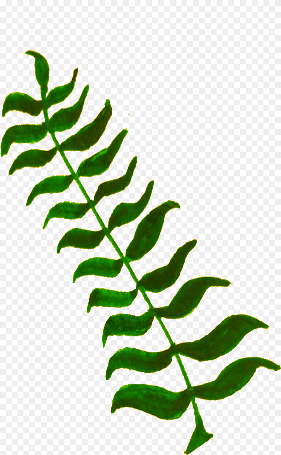 Plant Clipart Vascular Under Water Plant Clip Art, Fern, Leaf Free Png Download