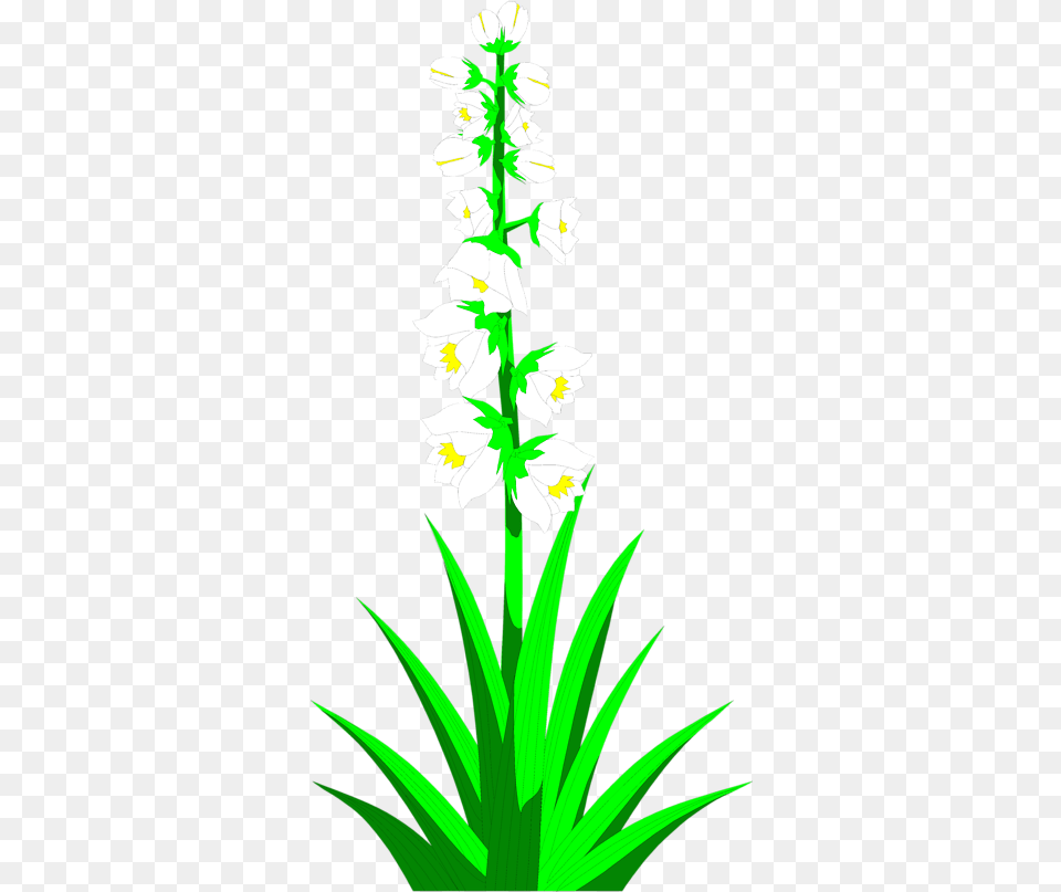 Plant Clipground Clip Art Yucca Plant Clipart, Flower, Grass, Gladiolus Png Image