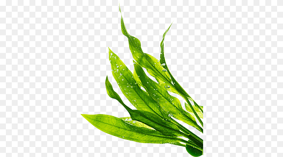 Plant Collagen Seaweed Sea Algae, Leaf, Grass, Green, Animal Free Png