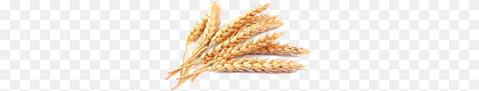 Plant Crops Produce Wheat Grain Wheat, Food, Animal, Invertebrate, Lobster Free Png Download