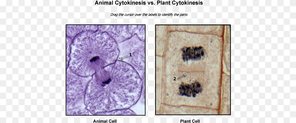 Plant Cytokinesis Images Cytokinesis In Plant Cells Microscope, Stain, Animal, Reptile, Sea Life Free Transparent Png