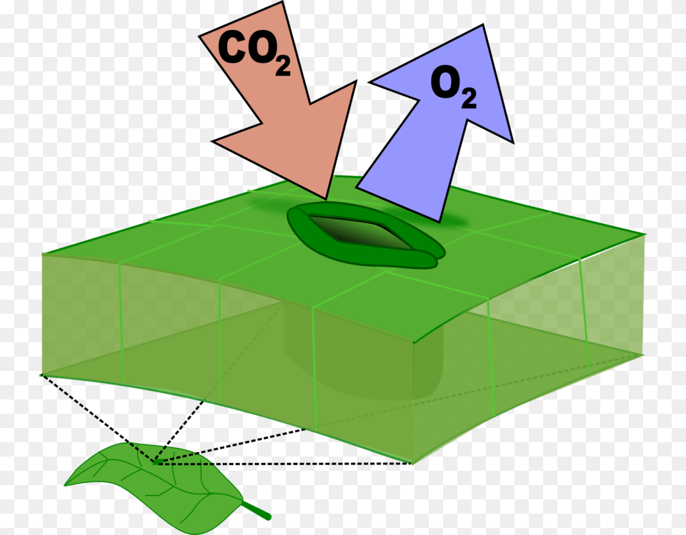 Plant Diagram Stomata Clip Arts, Green, Grass Png