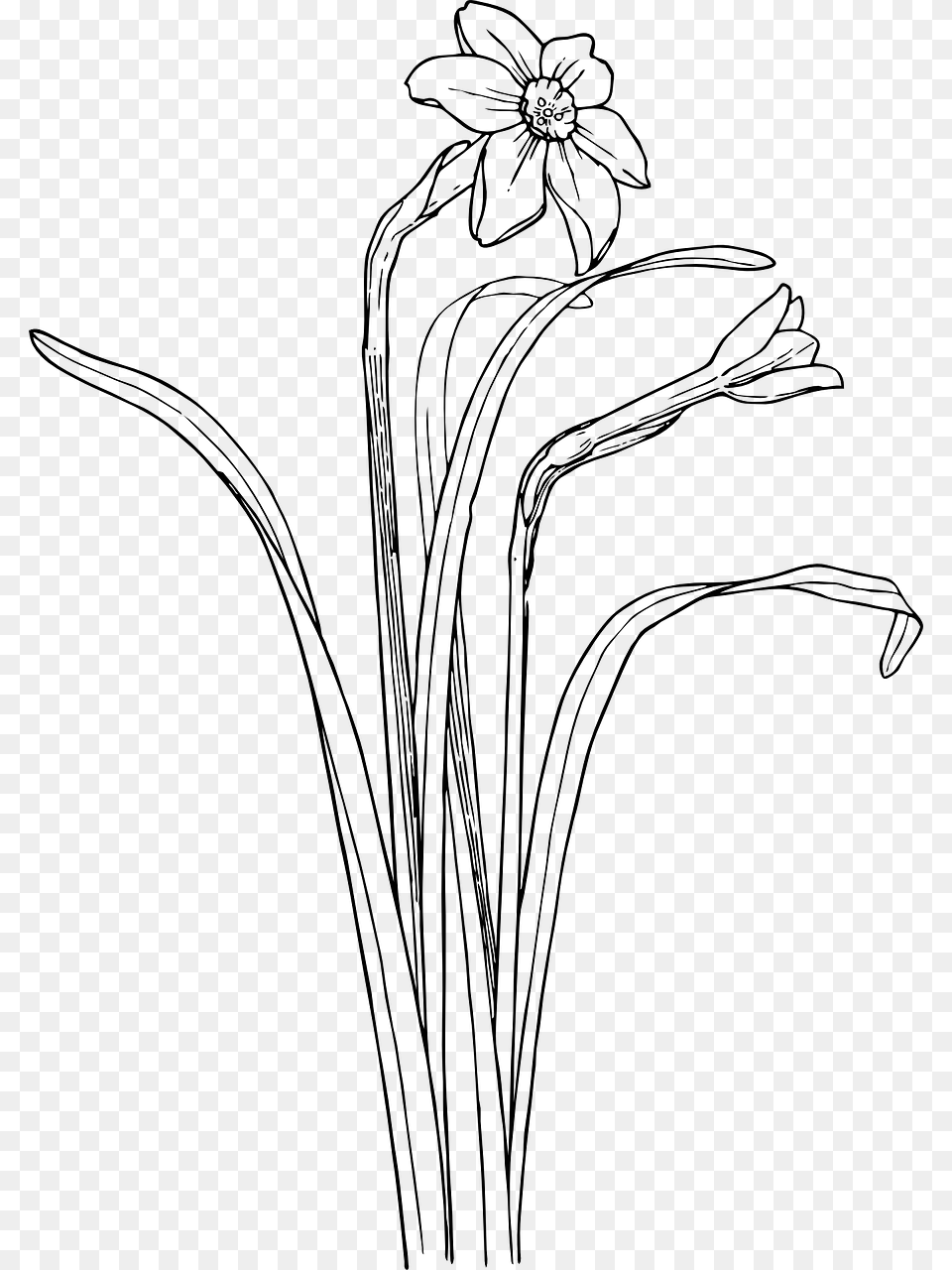 Plant Draw Flower Bush, Gray Free Transparent Png