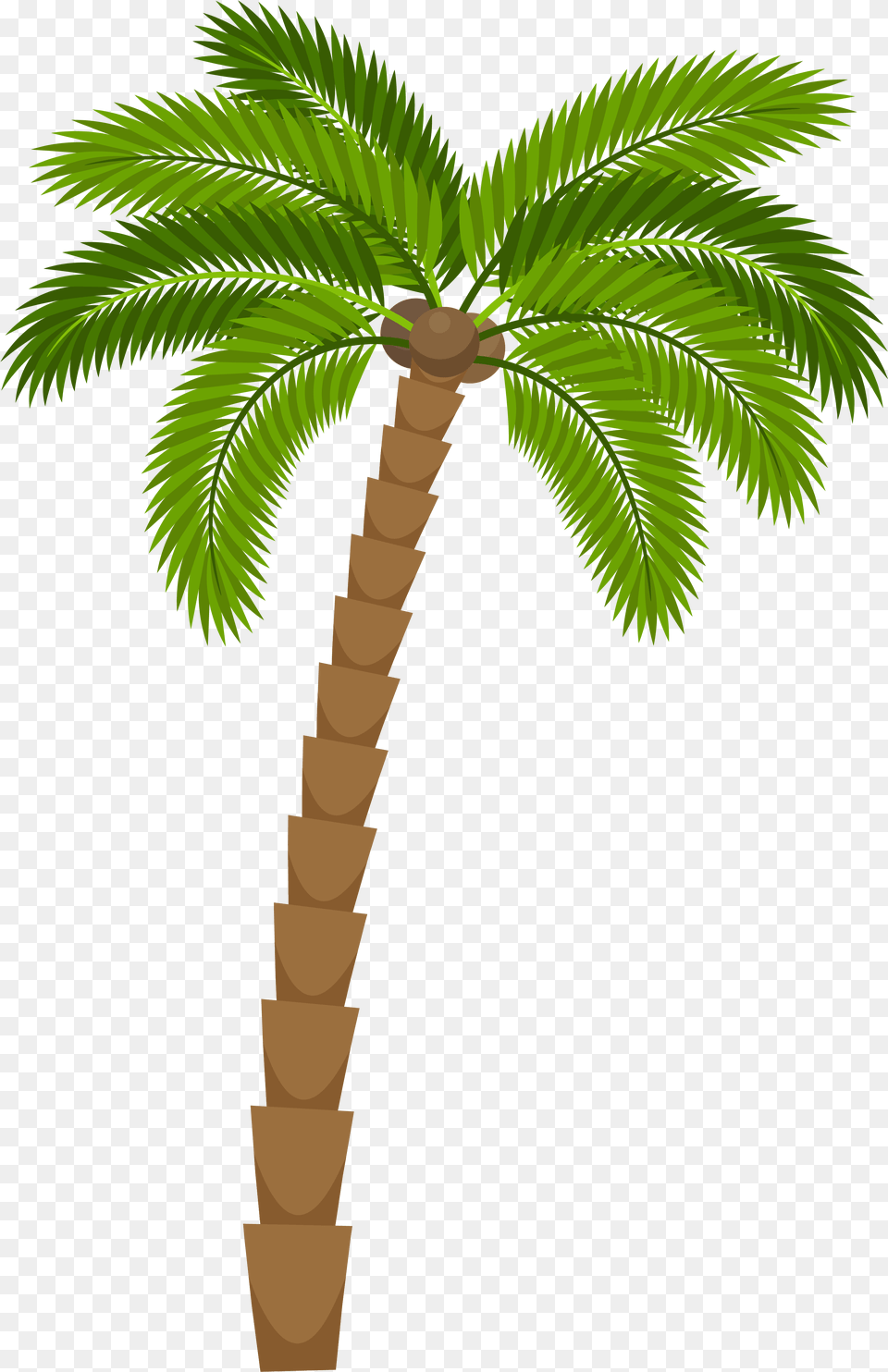 Plant Drawing Images Pngio Cartoon Palm Tree, Palm Tree Free Transparent Png