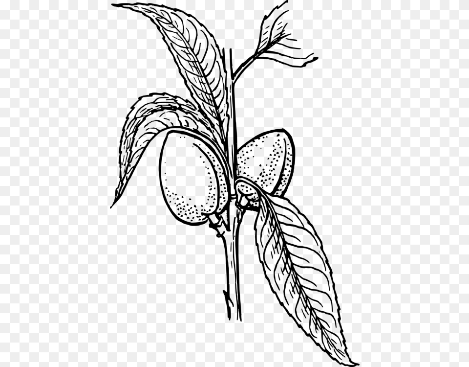 Plant Drawing Arecaceae Line Art Almond, Gray Free Png Download