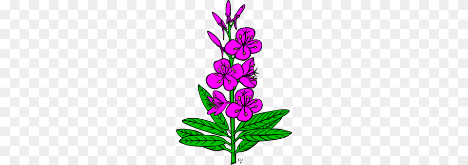 Plant Epilobium Canada Anemone Drawing Rose, Flower, Purple, Chandelier, Lamp Png Image