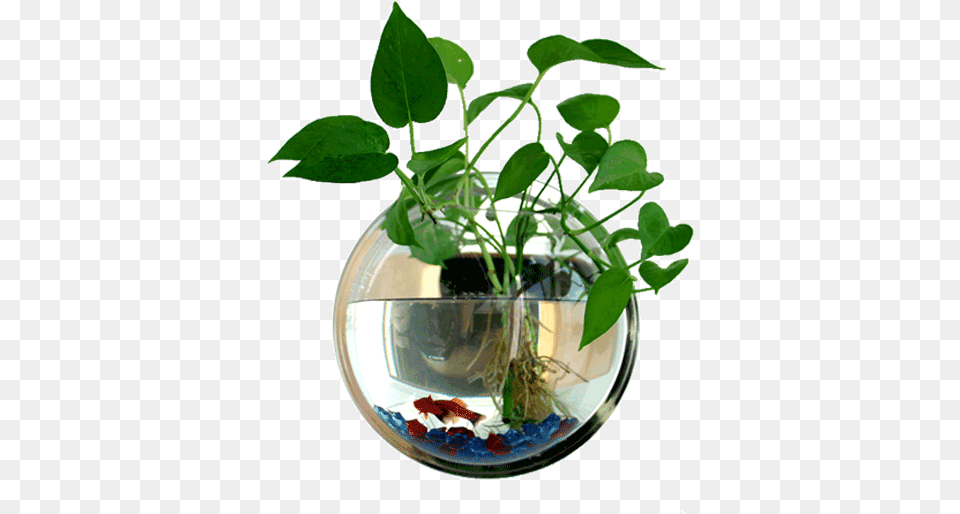 Plant Fish Bowl, Animal, Aquarium, Sea Life, Water Free Png Download