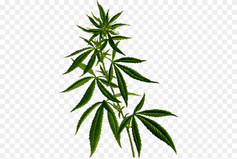 Plant Flipped Cannabis Eorld, Leaf, Hemp, Weed Free Transparent Png