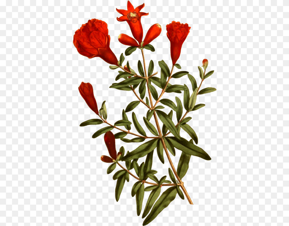 Plant Flora Shrub Clipart Pomegranate Flowers, Flower, Leaf, Acanthaceae, Petal Free Transparent Png