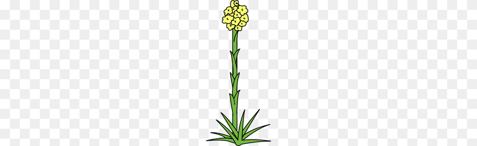 Plant Flower Clip Art For Web, Cross, Symbol, Daffodil, Apiaceae Free Png