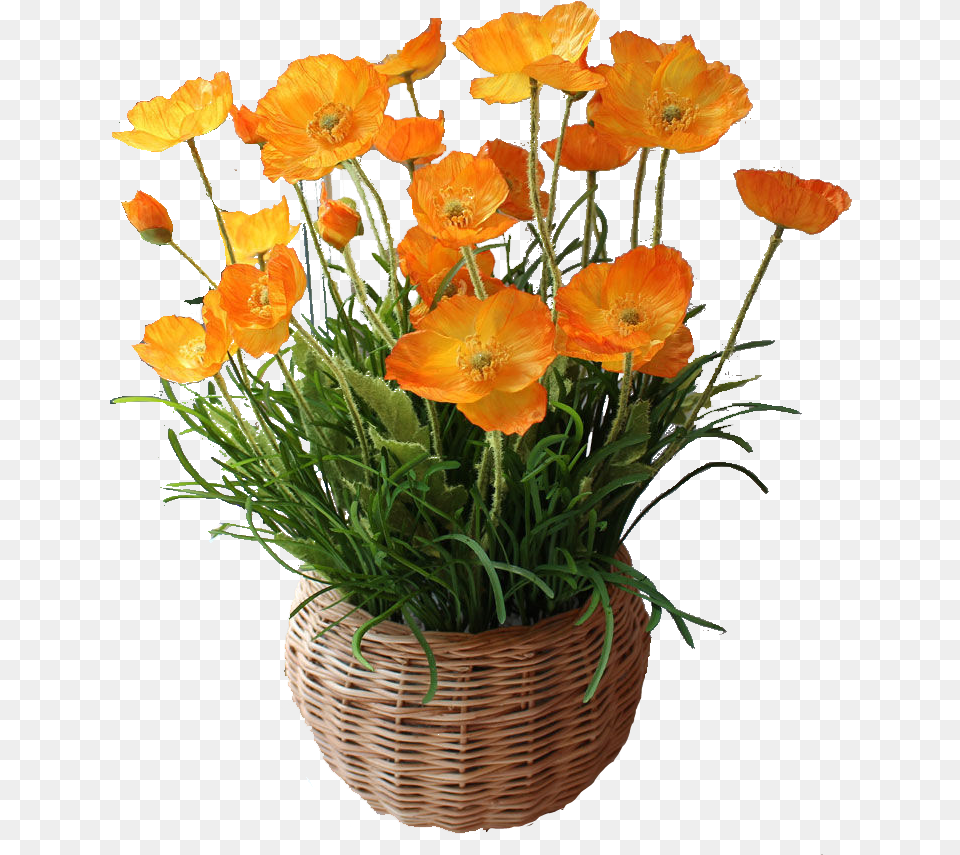 Plant Flower Cutout Transparent Cutout Plants, Flower Arrangement, Potted Plant, Basket, Flower Bouquet Free Png