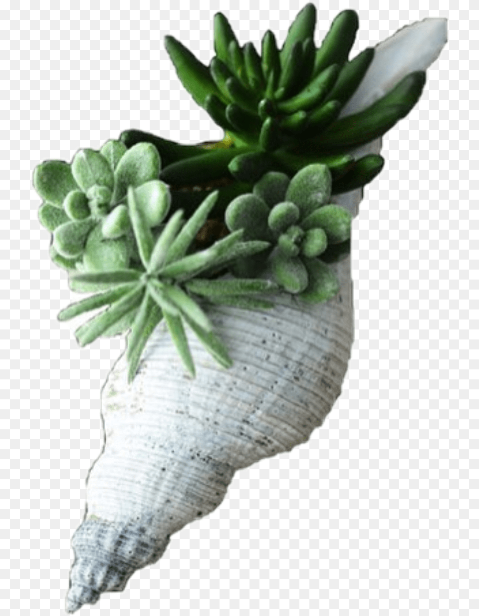 Plant Flower Green Filler Seashell Succulent In A Shell, Potted Plant, Animal, Invertebrate, Sea Life Free Png Download