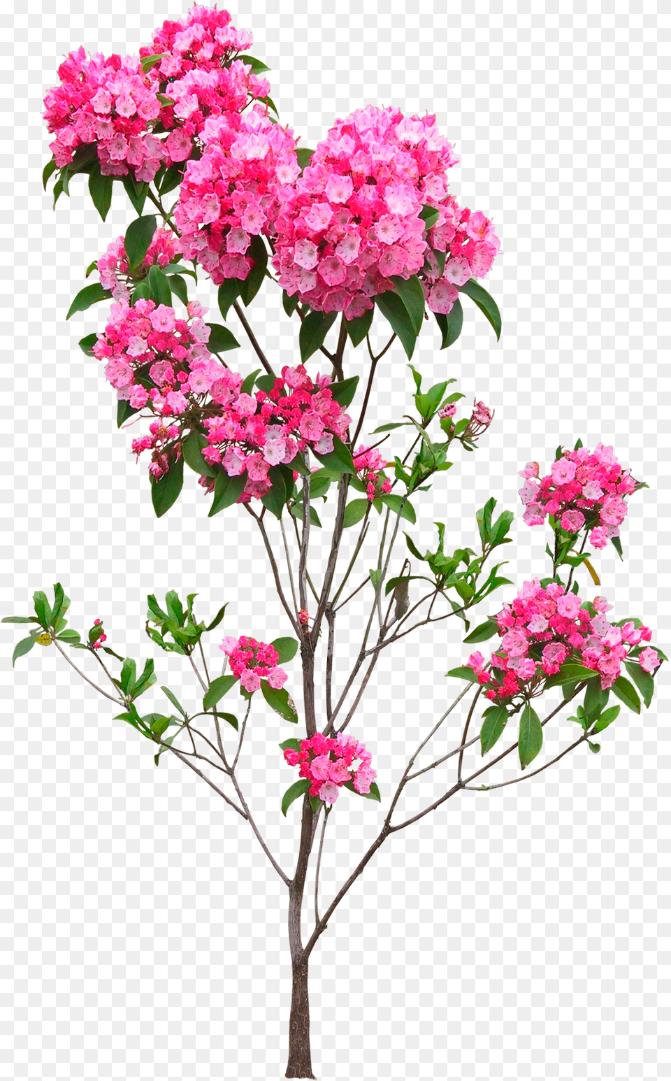 Plant Flower Indoor Flower Plant, Geranium, Flower Arrangement, Petal, Flower Bouquet Free Png