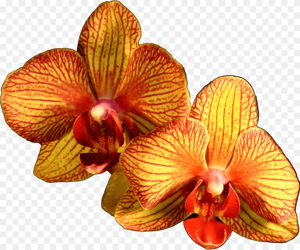 Plant Flower Moth Orange Orchids Orchid Clipart Orange Orchid Petal Free Transparent Png