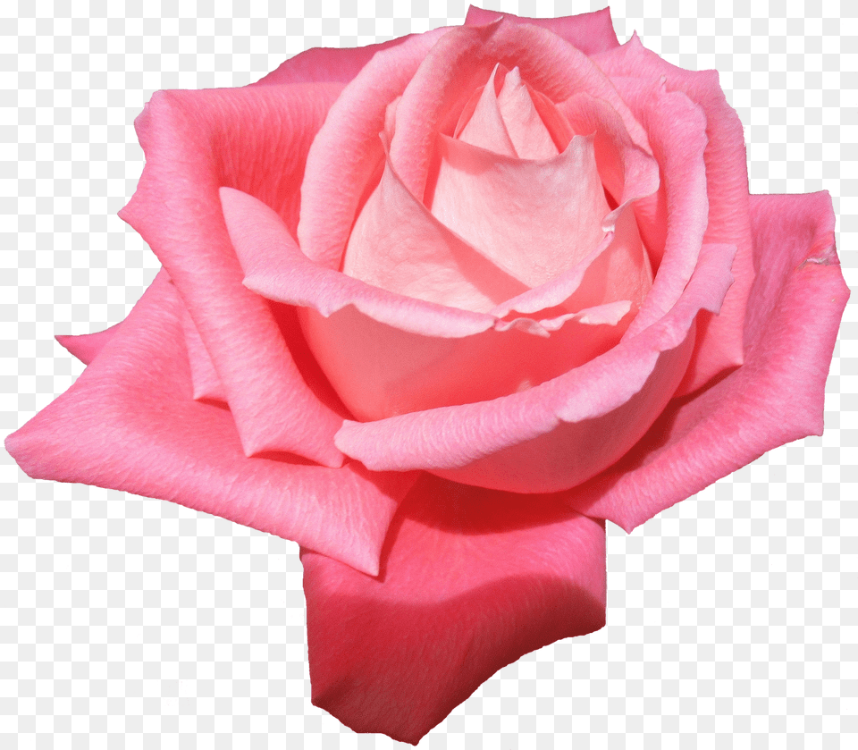 Plant Flower Rose Without A Rosen Ohne Hintergrund Free Png Download