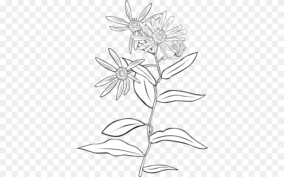 Plant Flowers Shrub Clip Art Vector Clip Art Outline Picture Of Shrubs, Daisy, Flower, Drawing Free Png