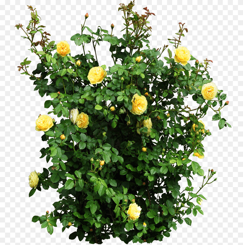 Plant Garden Roses Flower Shrub Yellow Rose Bush, Potted Plant, Dahlia, Vegetation Png