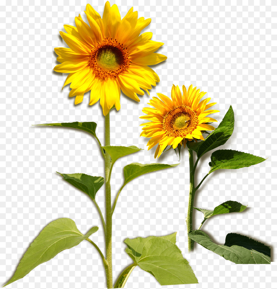 Plant Girasol Clipart Leaf Of Sunflower Plant, Flower Free Png Download