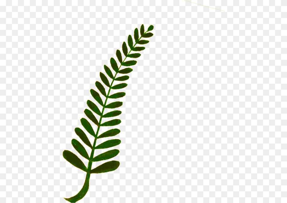 Plant Grass Leaf Clipart Watercolor, Flower, Fern Png Image