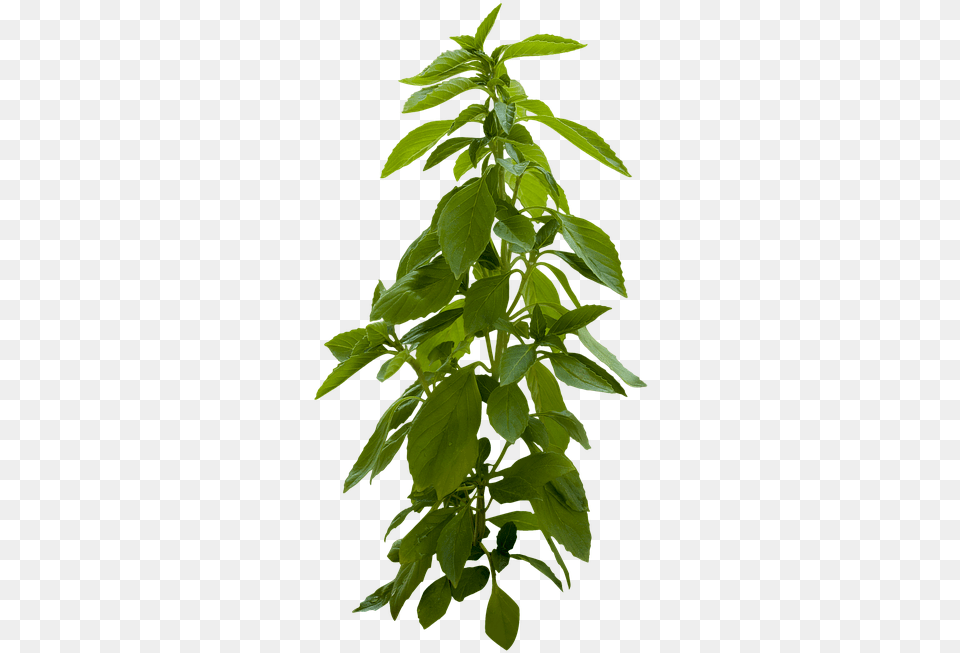 Plant Green Leaves Leaf Spring Summer Nature Portable Network Graphics, Herbal, Herbs, Acanthaceae, Flower Png