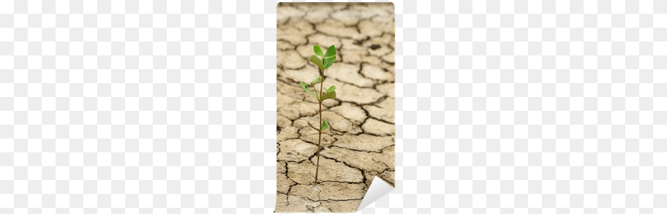 Plant Growing In A Crack On Dry Ground Wall Mural Plant Growing From Dry Soil, Leaf Free Png