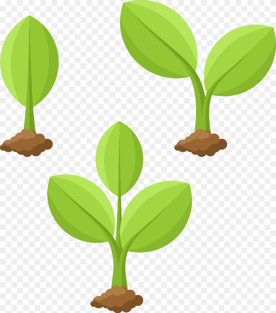 Plant Growing Plant Drawing, Leaf, Herbal, Herbs, Sprout Png