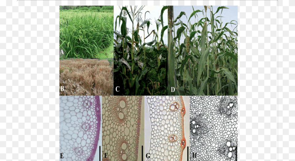 Plant Growth And Stem Tissues In Rice Wheat B F Sorghum, Art, Collage, Vegetation, Grass Png Image