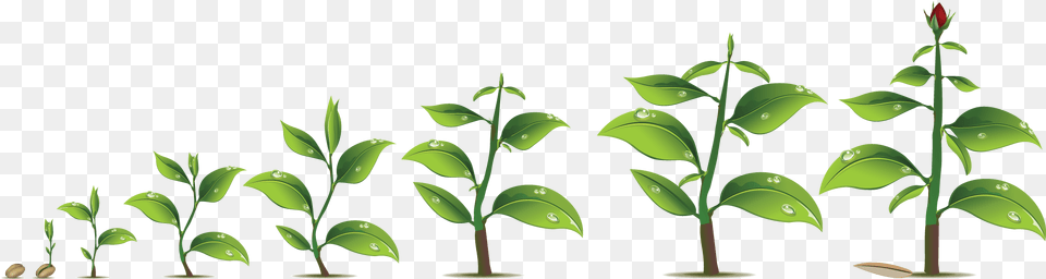Plant Growth Download Plant Growth, Green, Leaf, Sprout Png Image