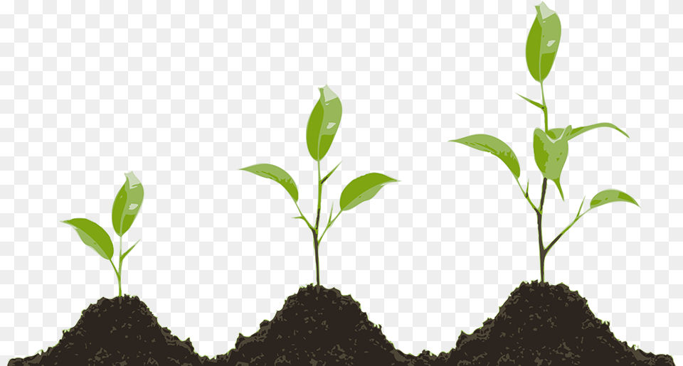 Plant Growth Growing Plant, Leaf, Soil, Sprout Free Png