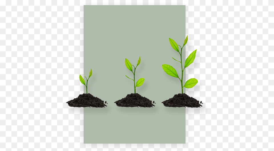 Plant Growth Products Market, Soil, Sprout Free Transparent Png