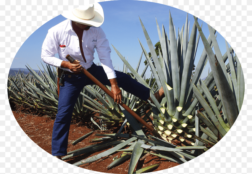 Plant Harvest Mexico Tequila Agave, Agavaceae, Adult, Male, Man Png