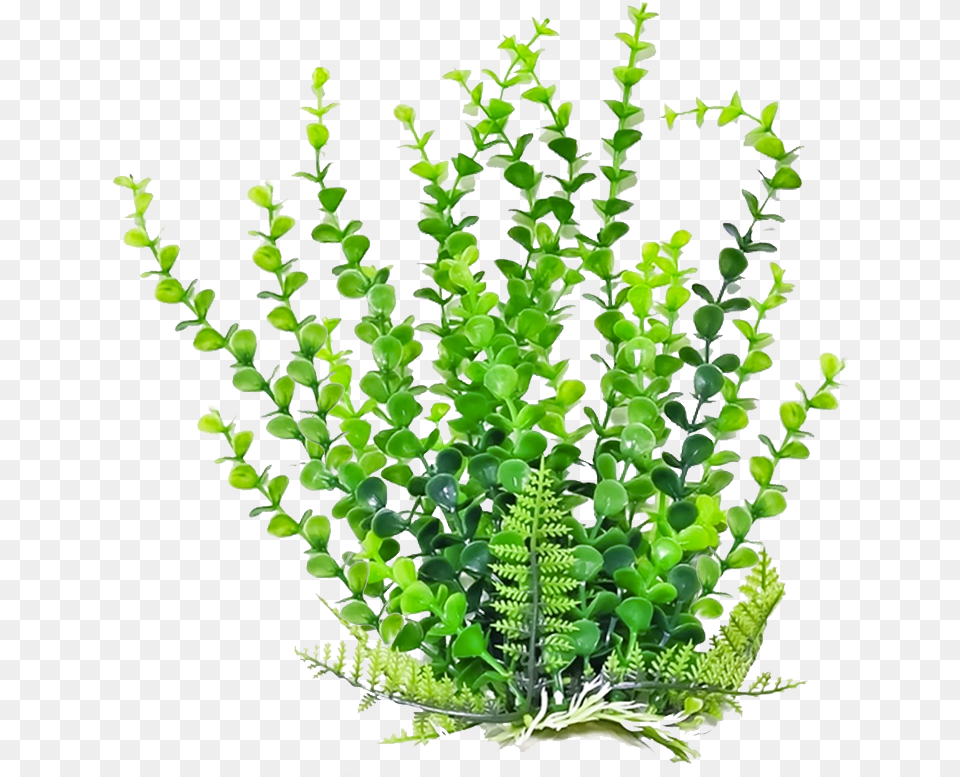 Plant Hd 6 Transparent Aquatic Plants, Fern, Leaf Png Image