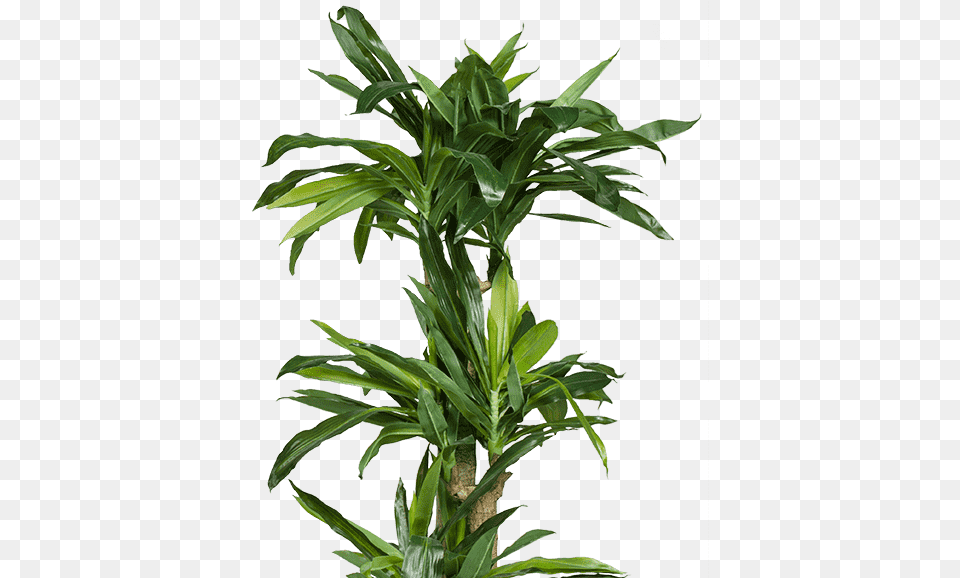 Plant Houseplant, Leaf, Potted Plant, Tree Free Png