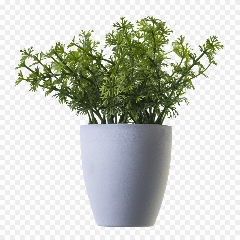 Plant Image, Food, Seasoning, Dill Free Png Download