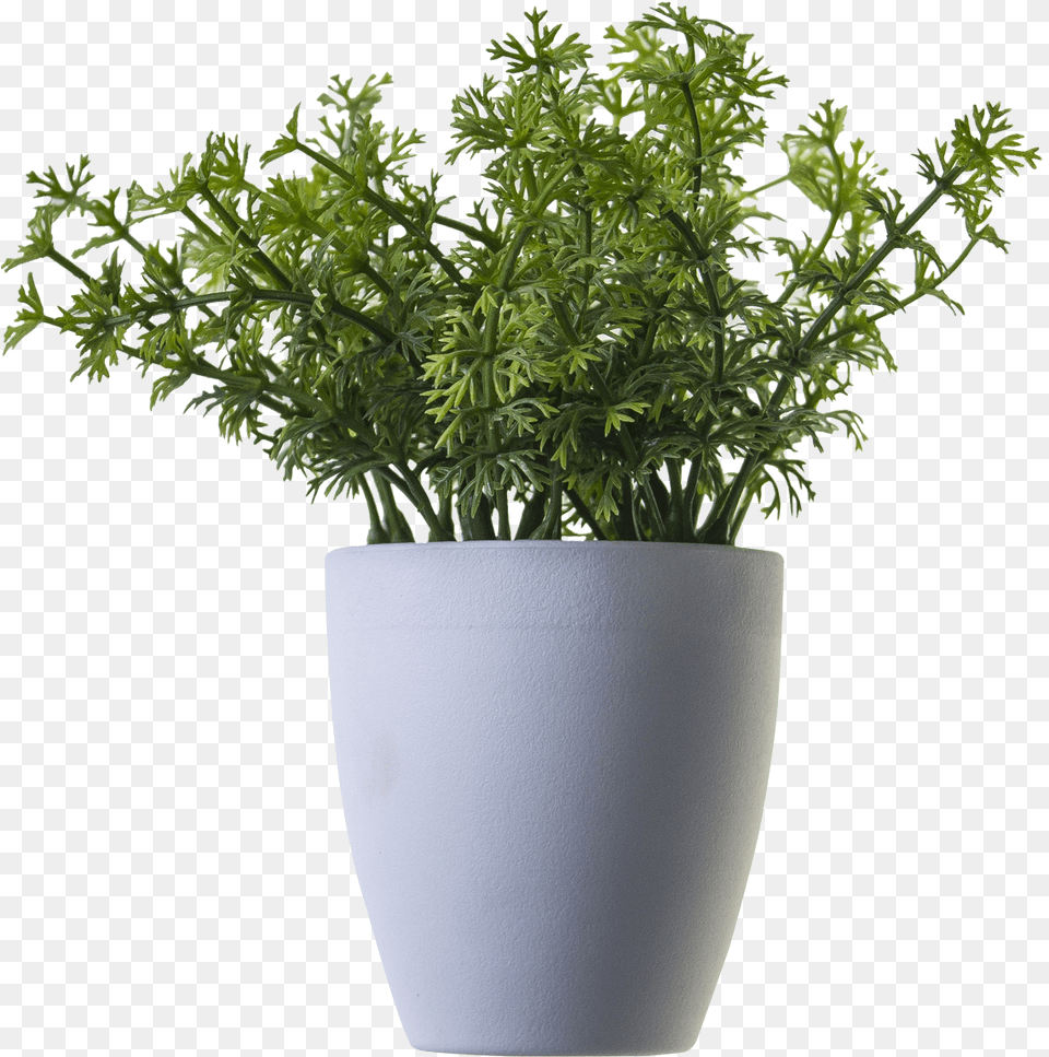 Plant Image For Plant In Pot, Herbs, Potted Plant, Herbal, Pottery Free Transparent Png