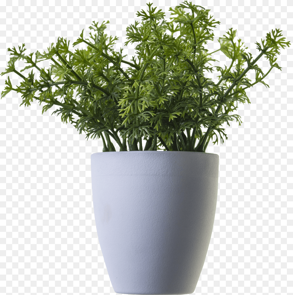 Plant Image Plant In Pot, Herbs, Potted Plant, Herbal, Pottery Free Png Download