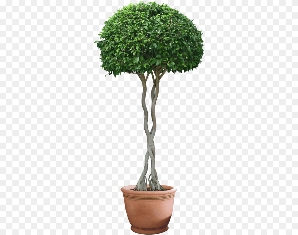 Plant Images, Potted Plant, Tree, Bonsai Free Png Download