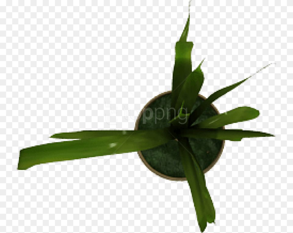 Plant Images Transparent Diplocaulobium, Leaf, Aloe, Appliance, Ceiling Fan Free Png Download
