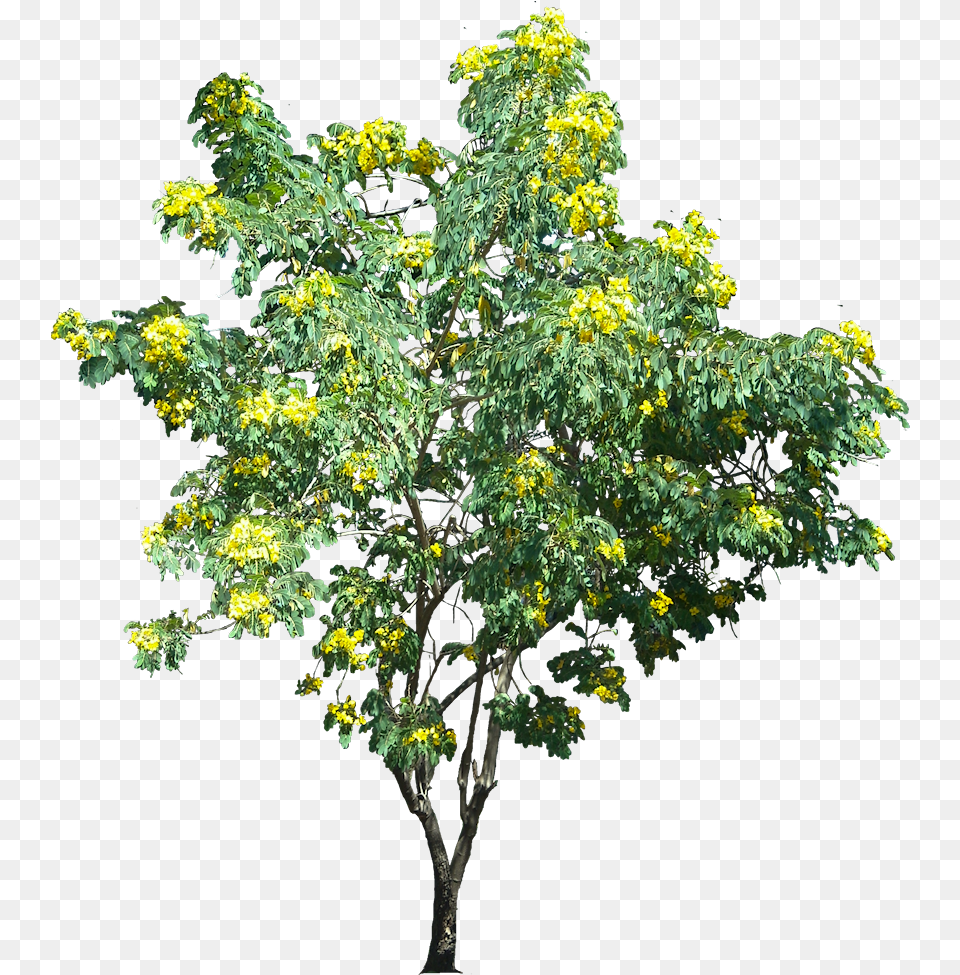 Plant Images Tree Service, Leaf, Flower, Maple, Vegetation Free Png Download