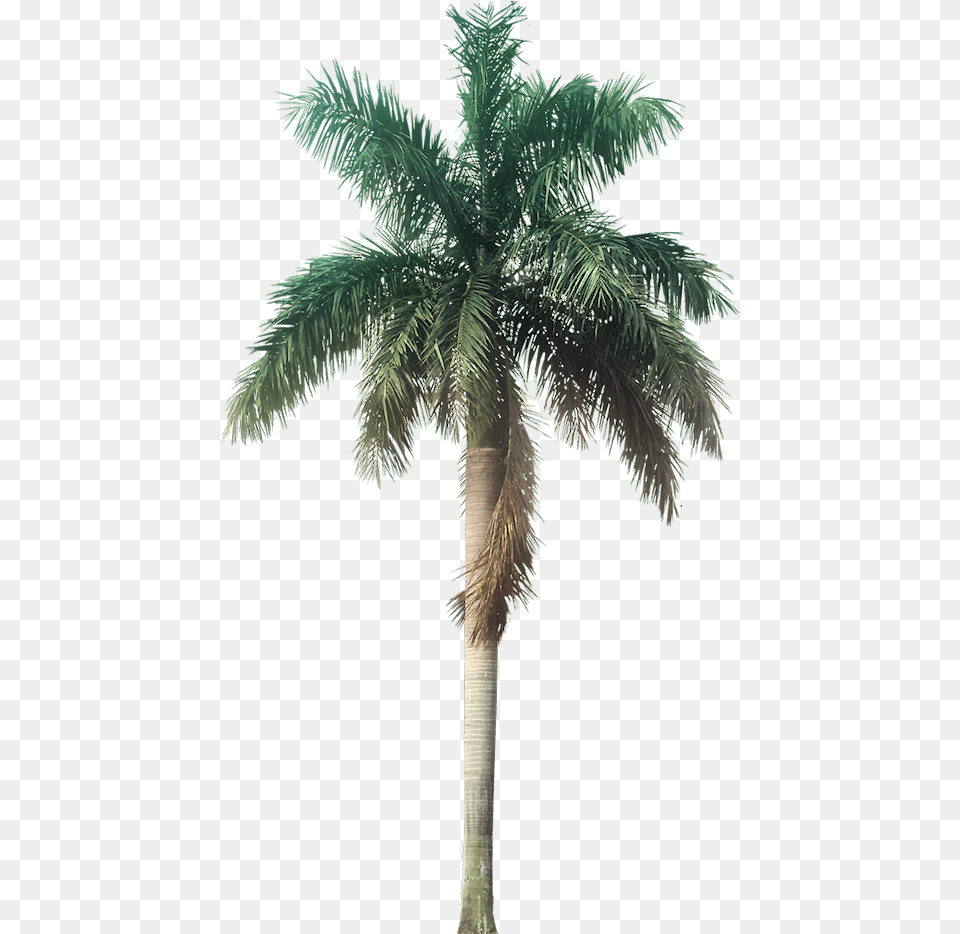 Plant Images With Background Palm Tree, Palm Tree Free Transparent Png