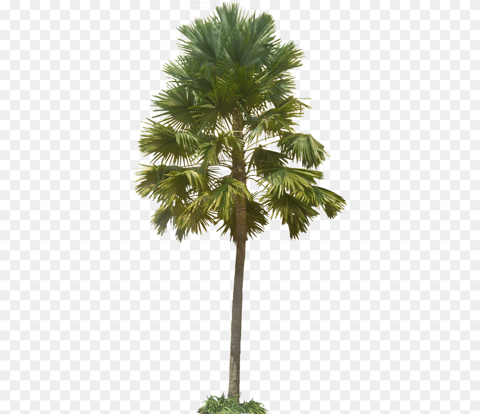 Plant Images With Tropical Transparent Background Plants, Palm Tree, Tree, Leaf Free Png