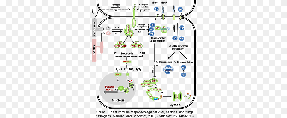 Plant Immune System Plant Immune Response Sar Free Transparent Png